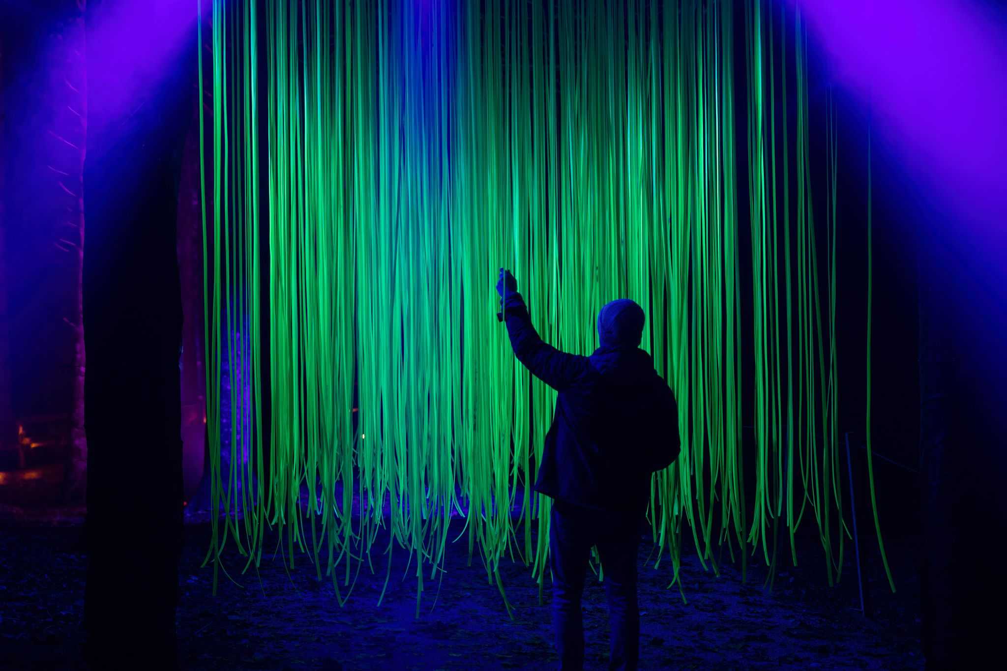 silhouette of person enjoying forest light show