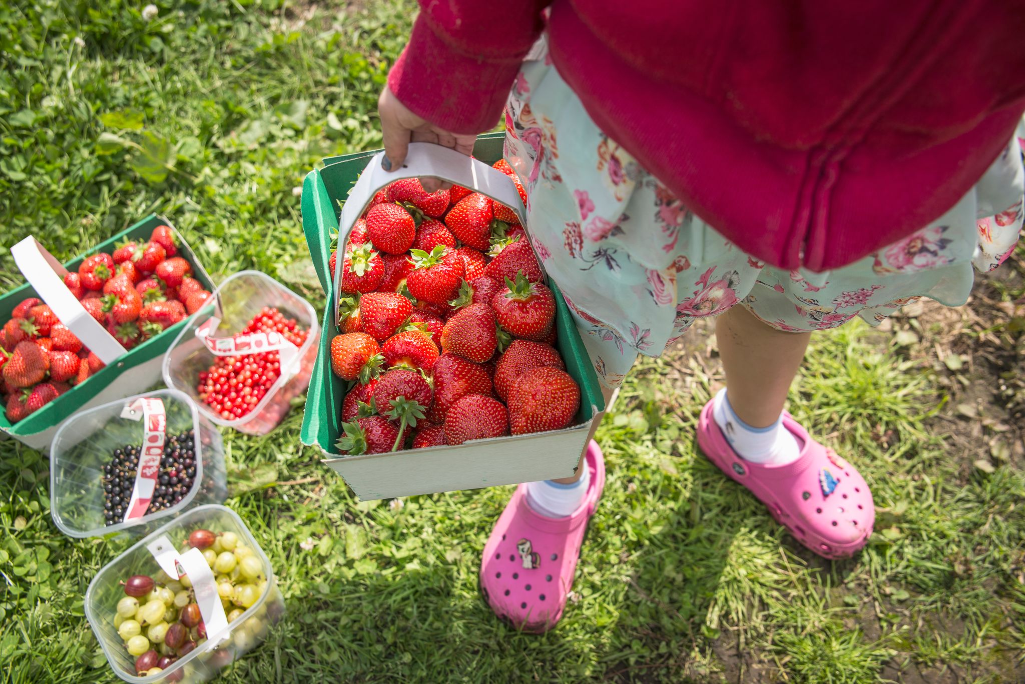 Carrying a punnet of berries