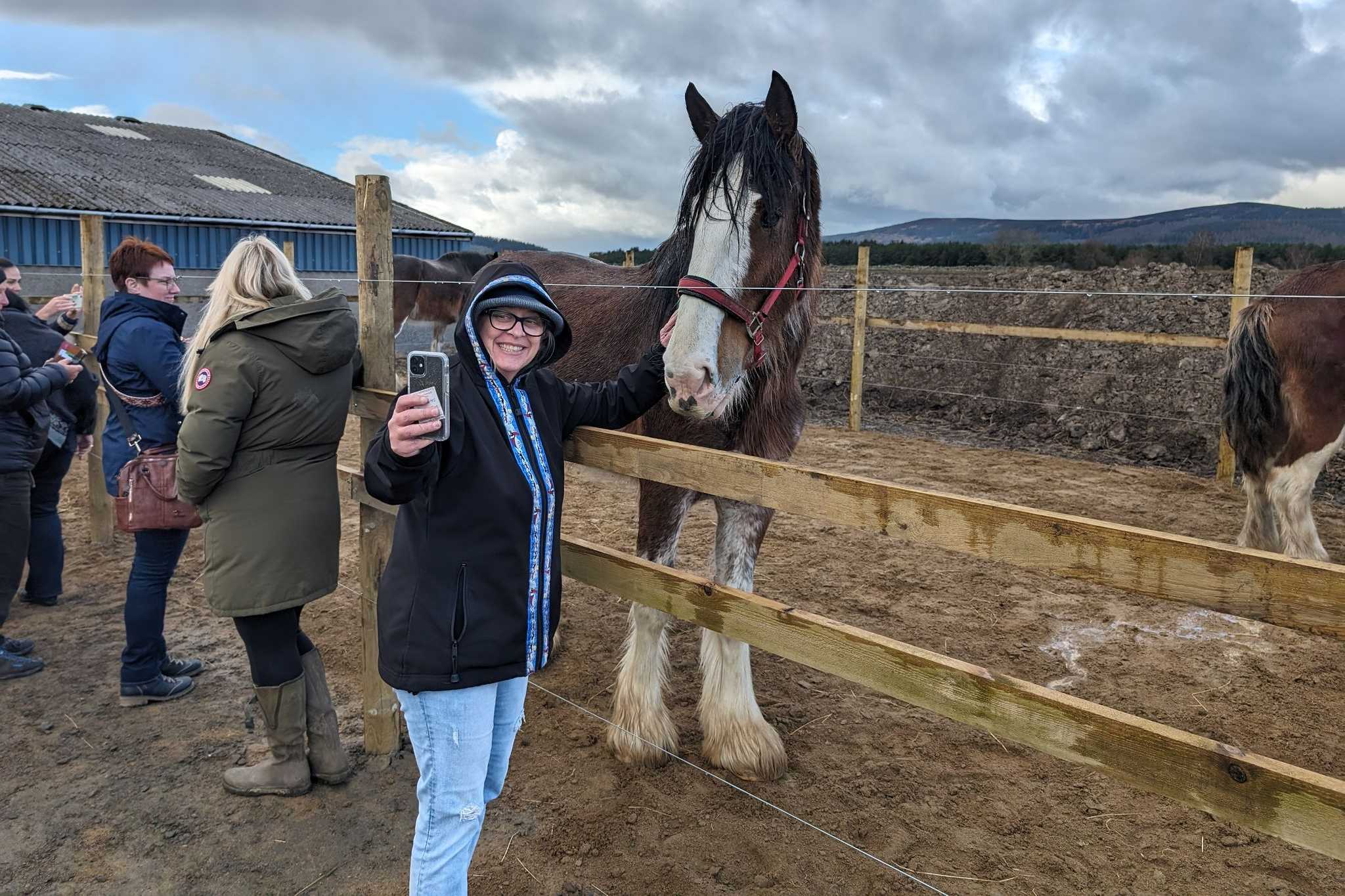 Clydesdale horses being led along path