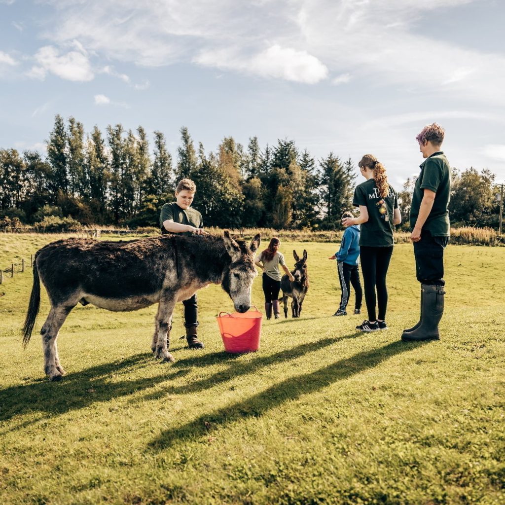 Donkeys at Murton Farm, Tea Room and Nature Reserve