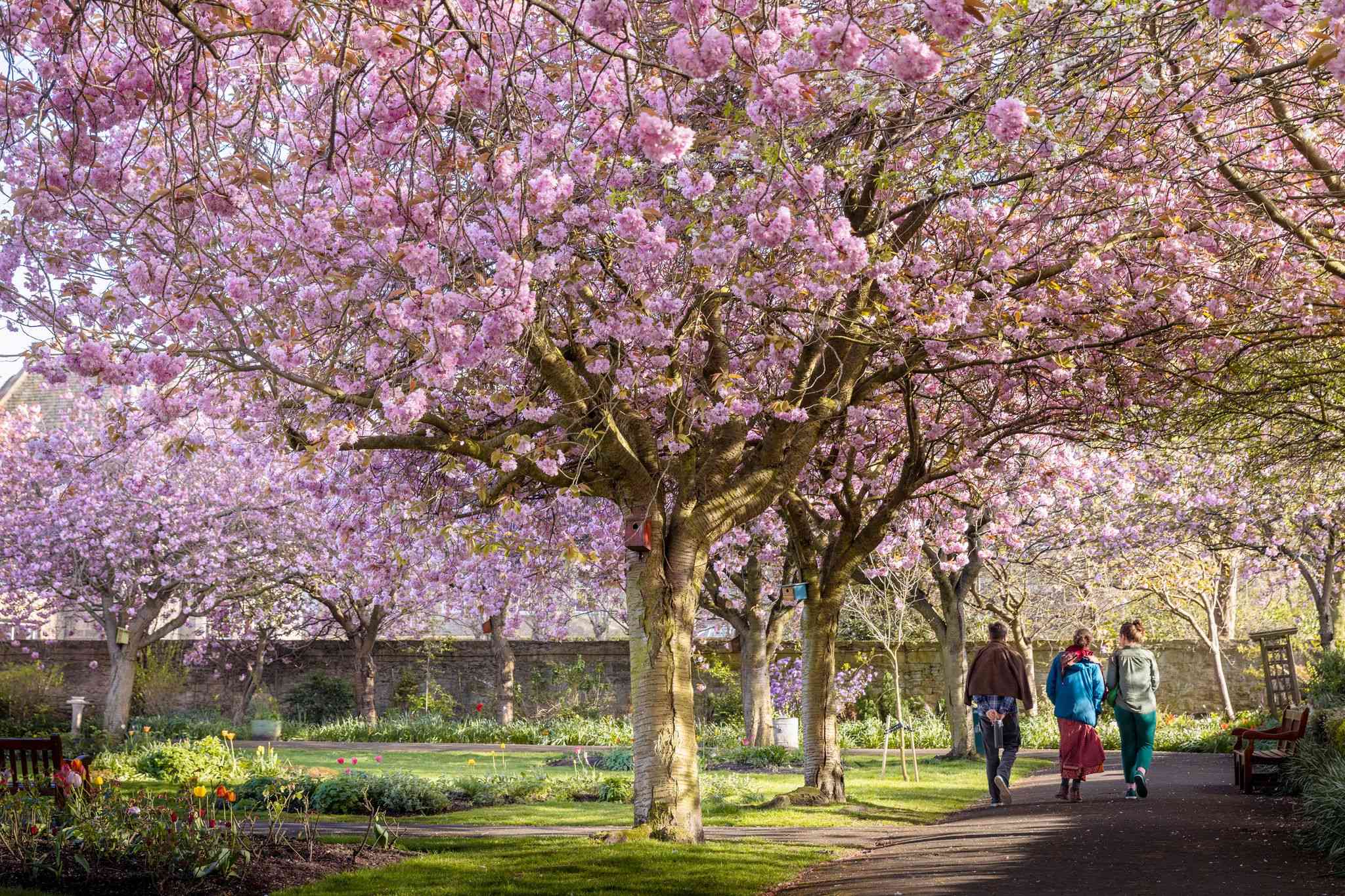 Cherry blossom